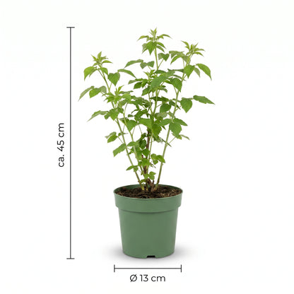 Maße: ca. 45 cm Höhe, Ø 13 cm Topf