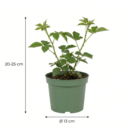 Größenangabe Bio-Brombeerpflanze: 20–25 cm Höhe, Topf Ø 13 cm