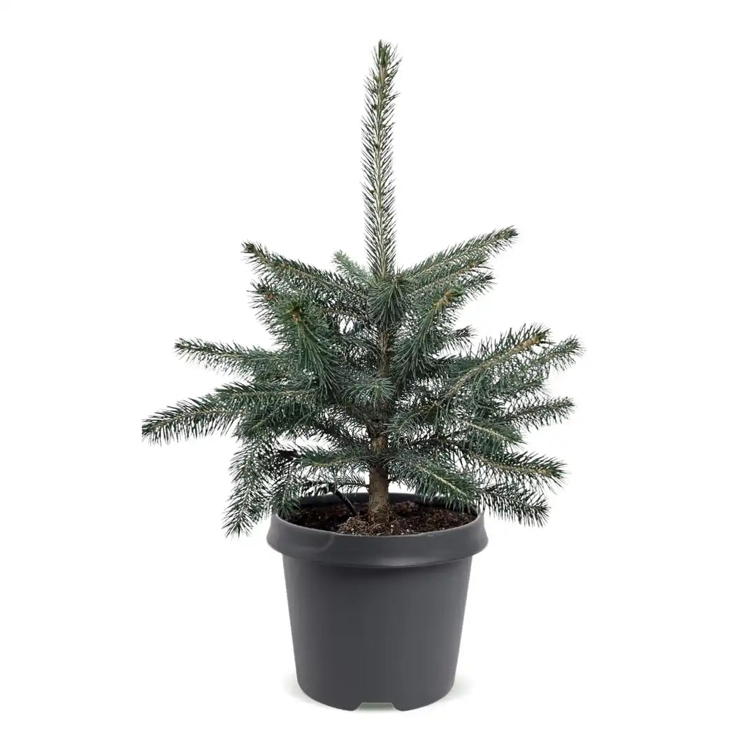Blaufichte Picea pungens 'Glauca' im grauen Anzuchttopf Ø 23 cm, Lieferzustand