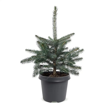 Blaufichte Picea pungens 'Glauca' im grauen Anzuchttopf Ø 23 cm, Lieferzustand