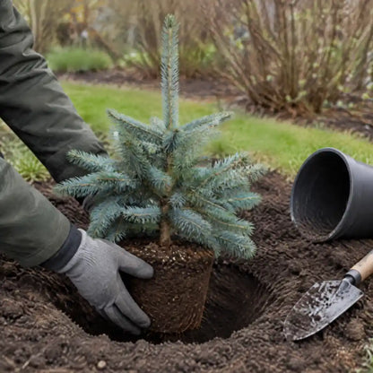 Hände in Gartenhandschuhen setzen eine Blaufichte mit Wurzelballen in den Gartenboden