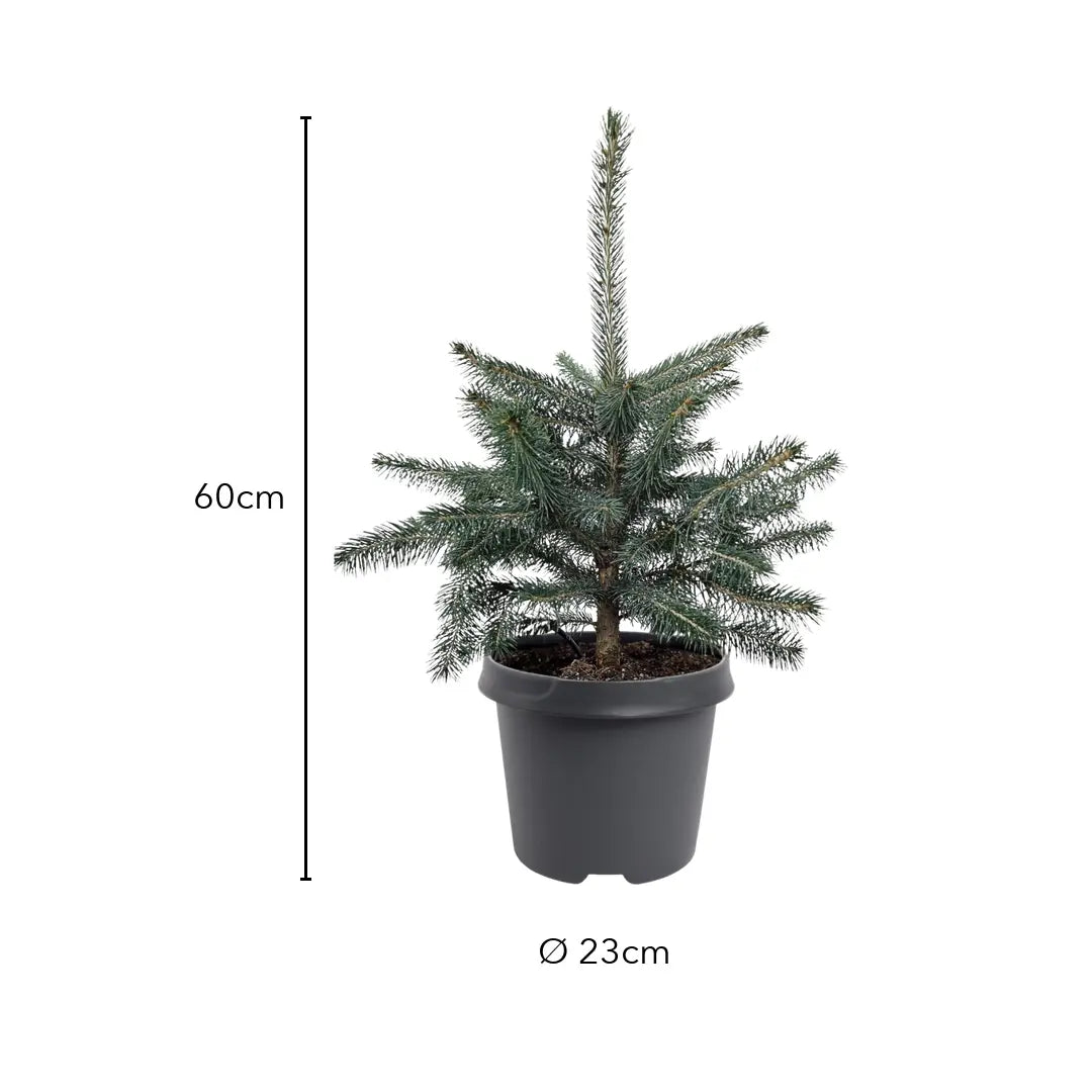 Größe Blaufichte: ca. 60 cm, Topf Ø 23 cm