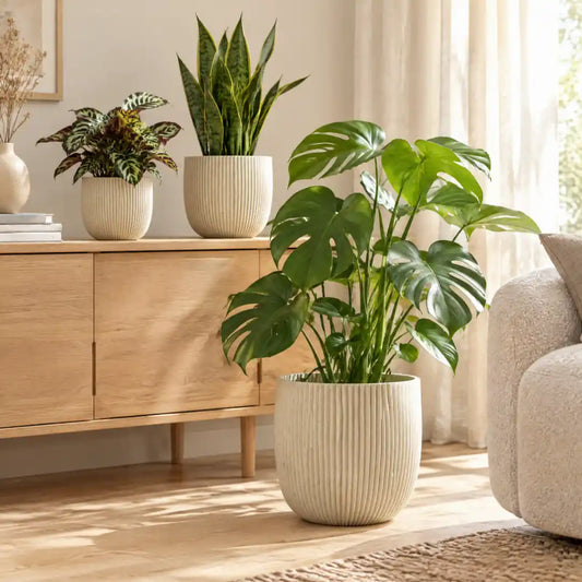 Beige Rillen-Übertöpfe mit Calathea, Sansevieria und Monstera im hellen Wohnzimmer