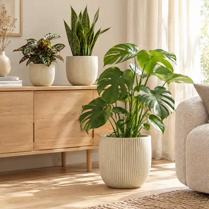 Beige Rillen-Übertöpfe mit Calathea, Sansevieria und Monstera im hellen Wohnzimmer