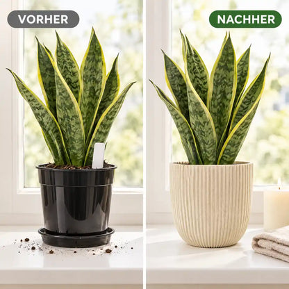 Vorher Sansevieria im schwarzen Plastiktopf, nachher im beigen Rillen-Übertopf