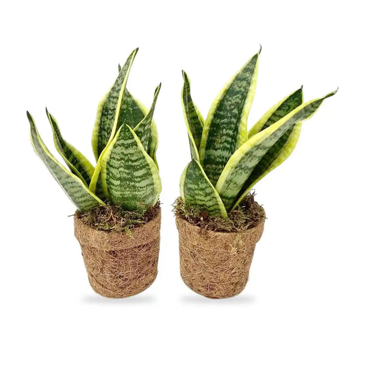 Bogenhanf gelb 2er Set im Lieferzustand: zwei Sansevieria in Kokosfasertöpfen Ø 13 cm