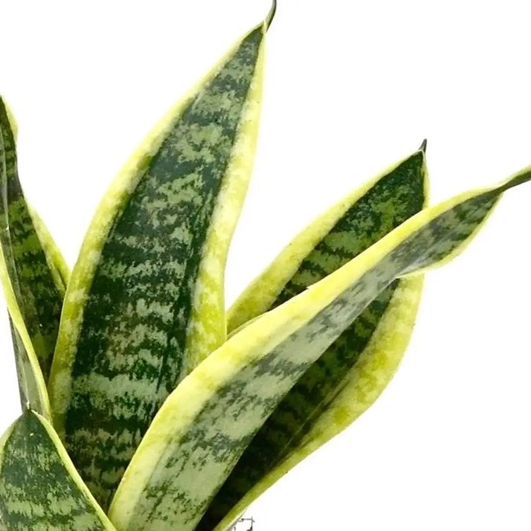 Nahaufnahme der Sansevieria-Blätter mit silbrig-grünen Querbändern und cremegelbem Rand