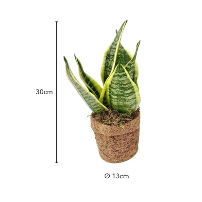 Größe Bogenhanf gelb: 30cm, Topf Ø 13cm (je Pflanze)