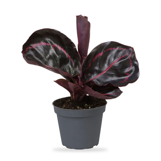 Calathea Dottie als Jungpflanze im grauen Ø-6-cm-Kulturtopf im Lieferzustand