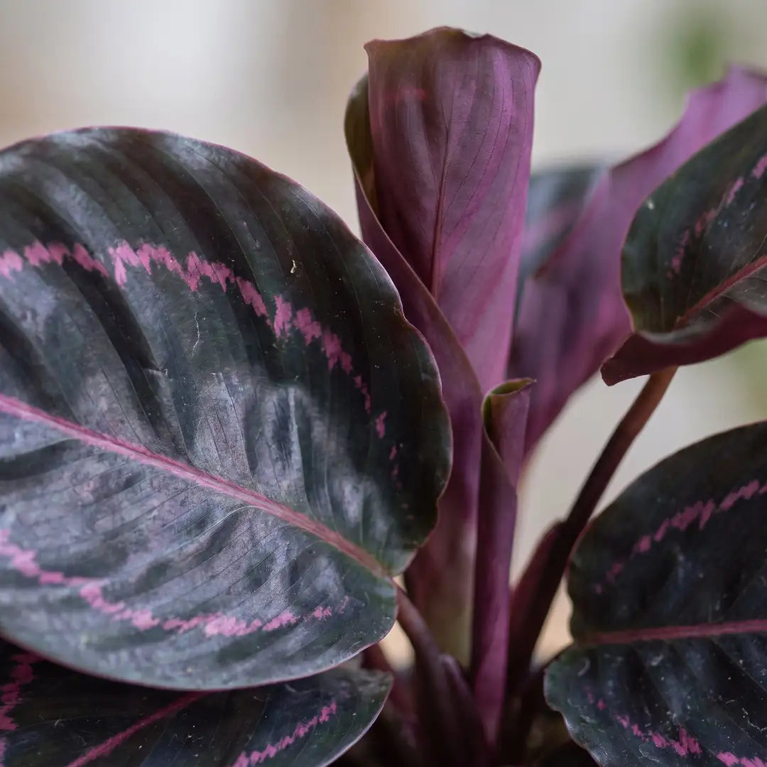 Nahaufnahme der fast schwarzen Calathea-Blätter mit rosa Mittelrippe und rosa Randring