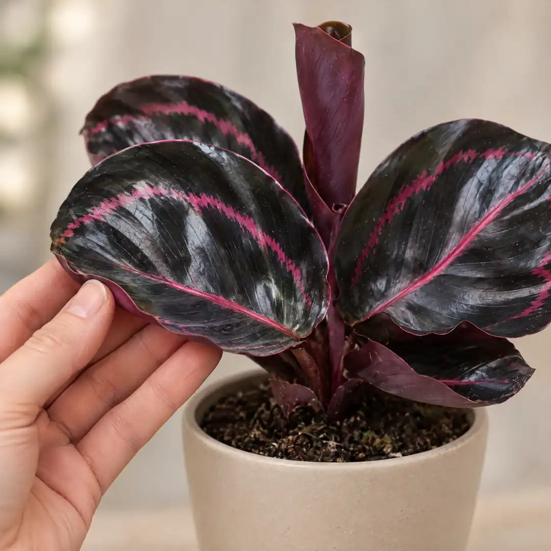 Hand hält ein Blatt der Calathea roseopicta 'Dottie' mit rosa Zeichnung