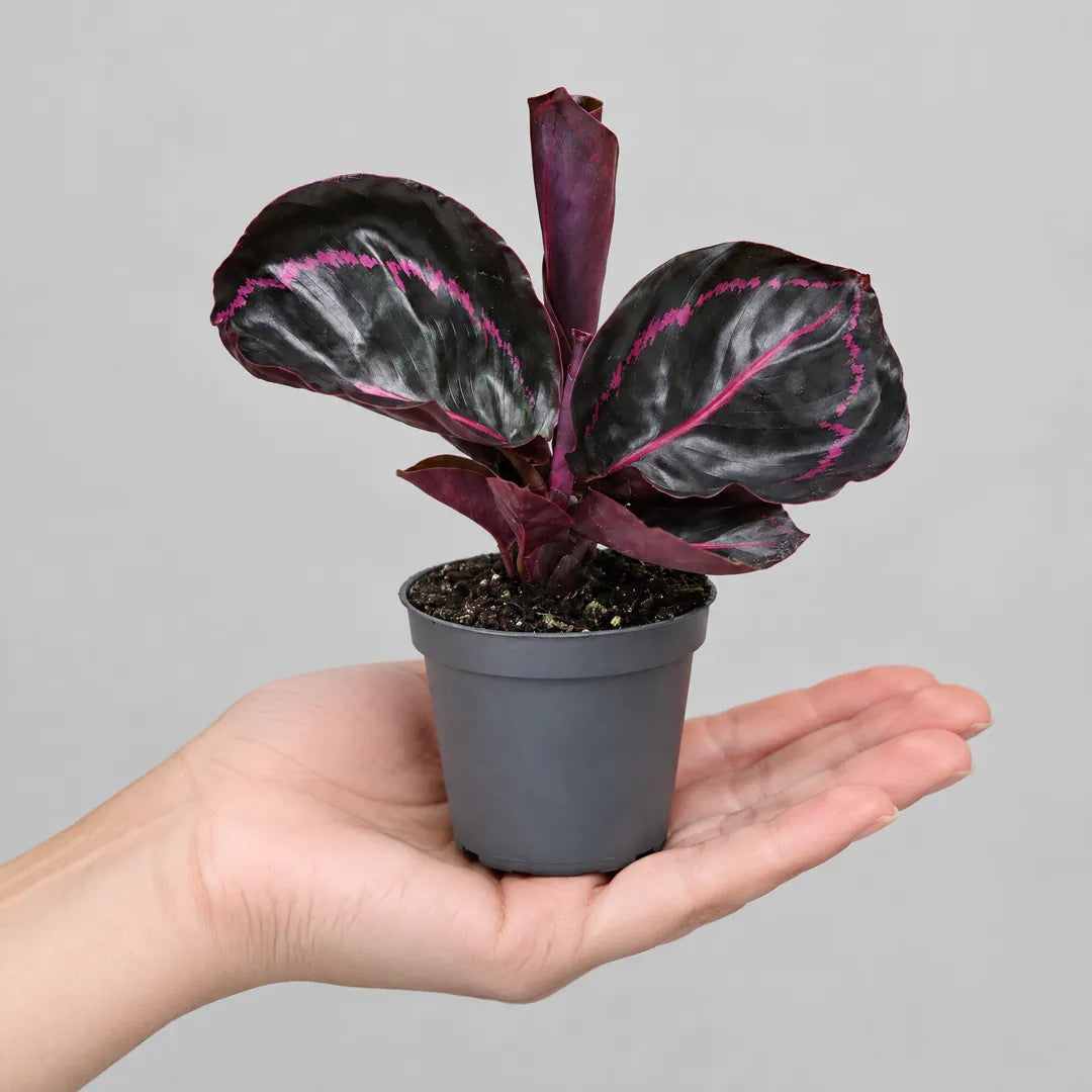 Calathea Dottie im 6-cm-Kulturtopf auf einer offenen Handfläche