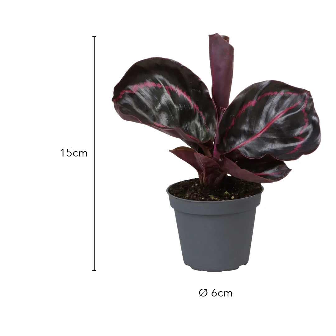 Größe Calathea Dottie: 15 cm, Topf Ø 6 cm