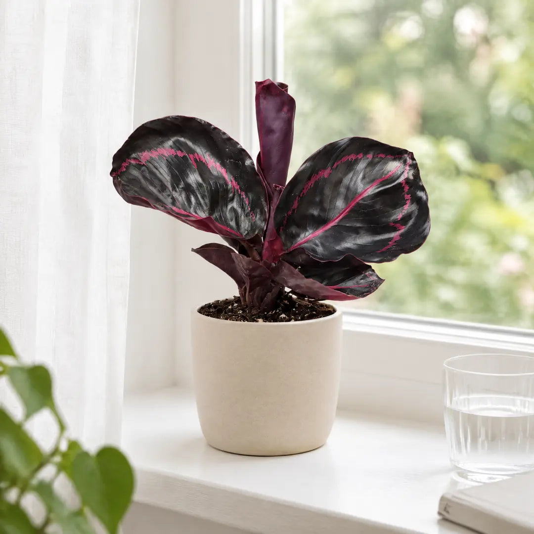 Calathea Dottie im hellen Übertopf auf der Fensterbank hinter einer lichten Gardine