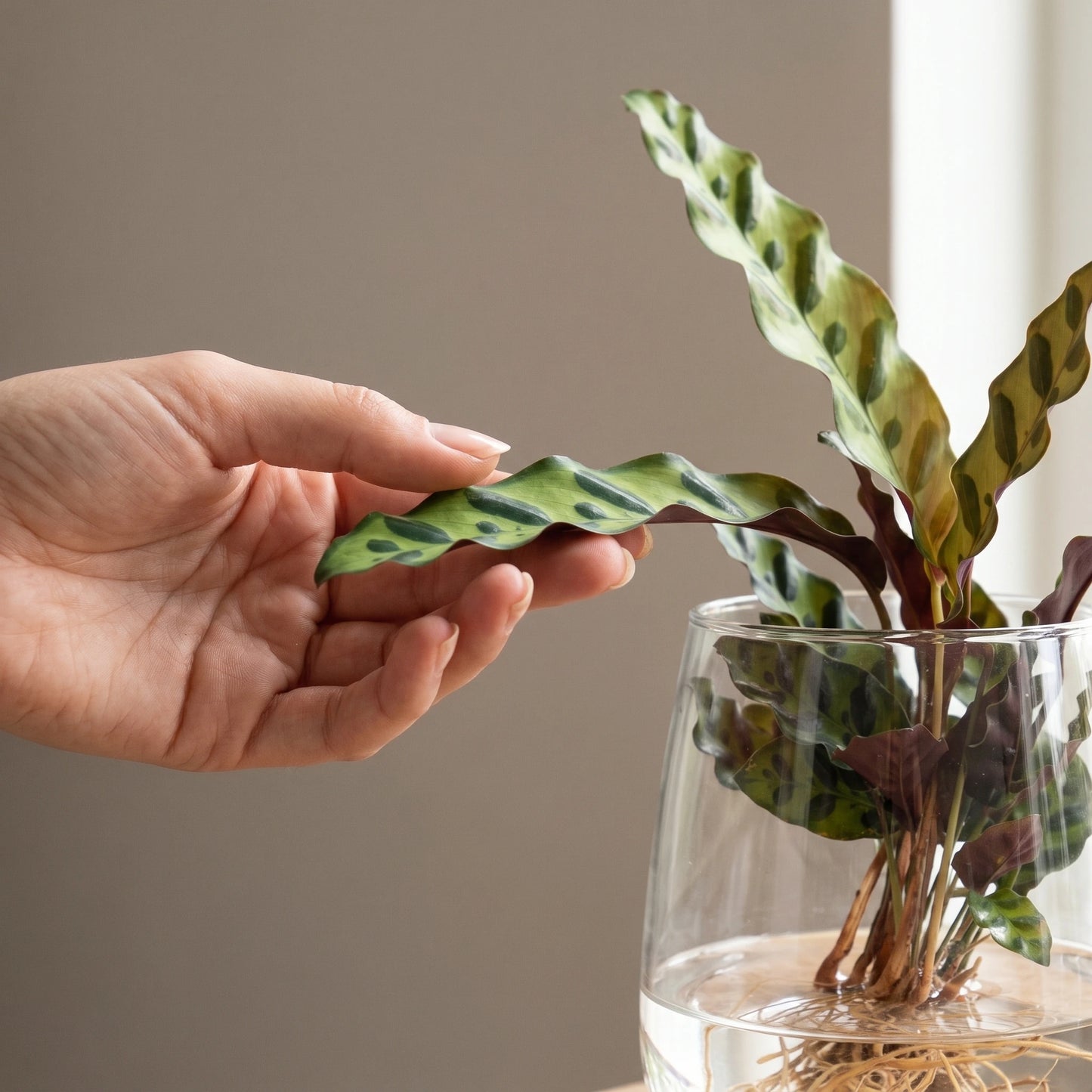 Hand berührt das gemusterte Blatt einer Calathea Insignis in Hydrokultur im Kingston-Glas