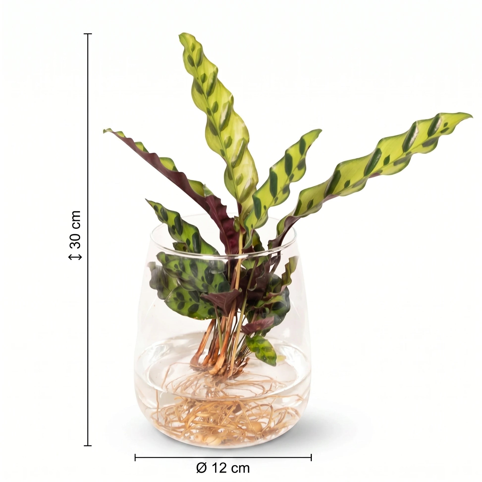 Maße der Calathea Insignis im Kingston-Glas: Höhe 30 cm, Glasdurchmesser 12 cm