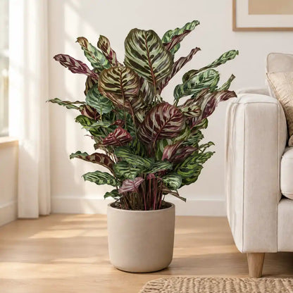 Calathea Makoyana mit Pfauenmuster im beigen Übertopf neben einem hellen Sofa
