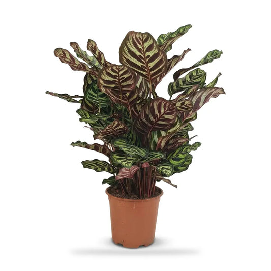 Calathea Makoyana im Ø-19-cm-Kulturtopf im Lieferzustand, ca. 70 cm hoch