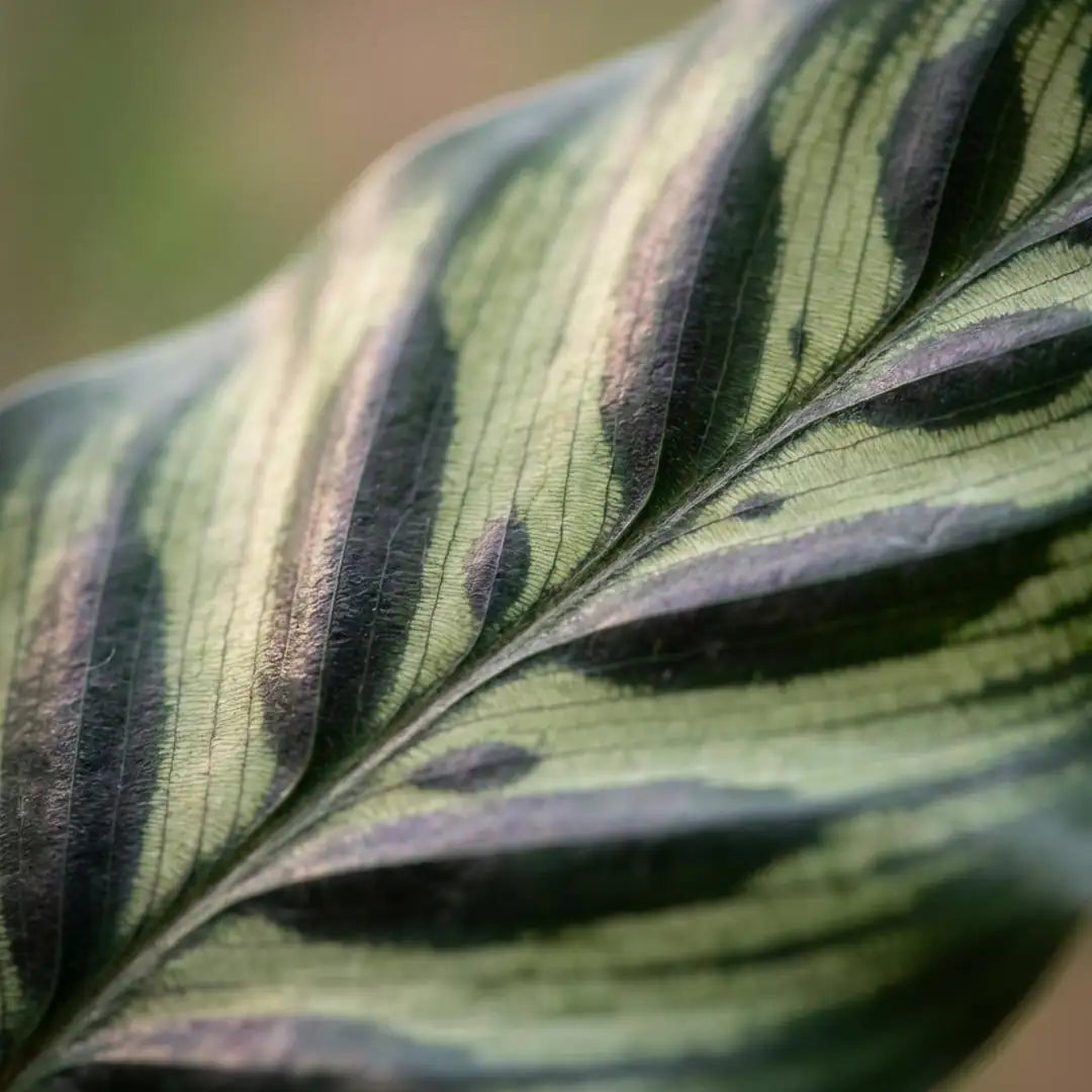 Nahaufnahme eines Calathea-makoyana-Blatts mit dunkelgrünem Federmuster