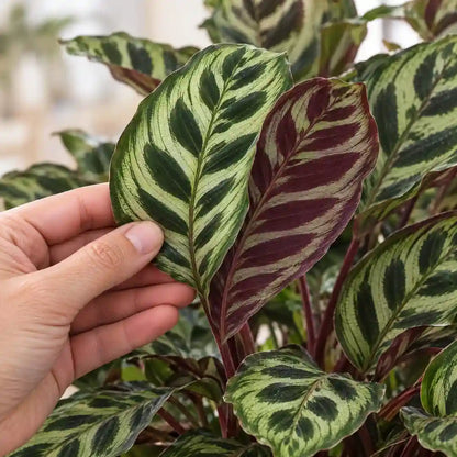 Hand hält ein Blatt der Pfauen-Korbmarante, dahinter die weinrote Blattunterseite