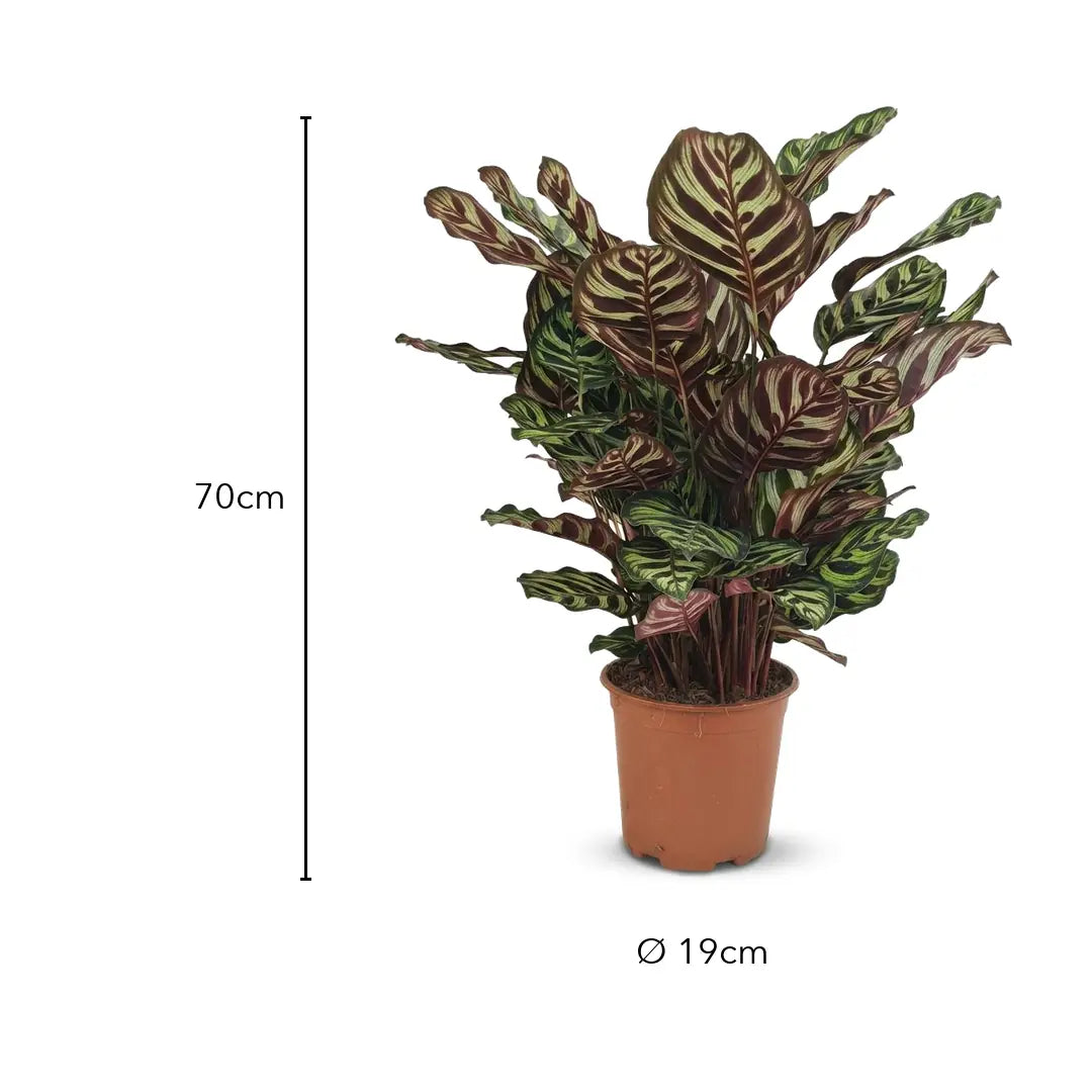 Größe Calathea Makoyana: 70 cm, Topf Ø 19 cm