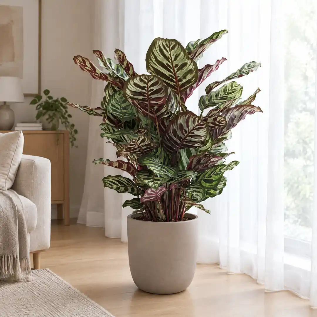 Calathea Makoyana im hellen Halbschatten vor einer lichten Gardine