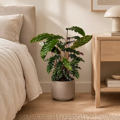 Calathea Rufibarba im greigen Übertopf neben einem Bett im hellen Schlafzimmer