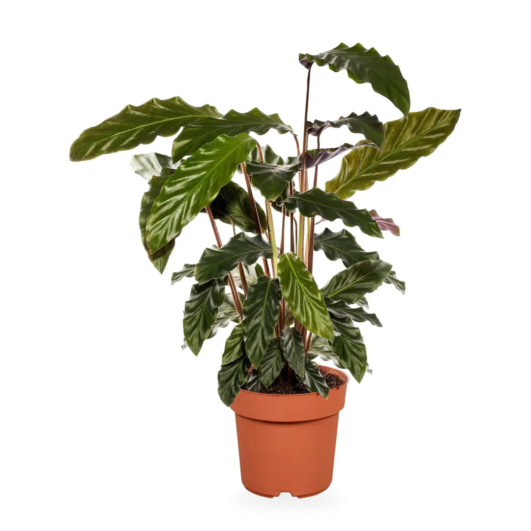 Calathea Rufibarba im Ø-17-cm-Kulturtopf im Lieferzustand, ca. 55–60 cm hoch