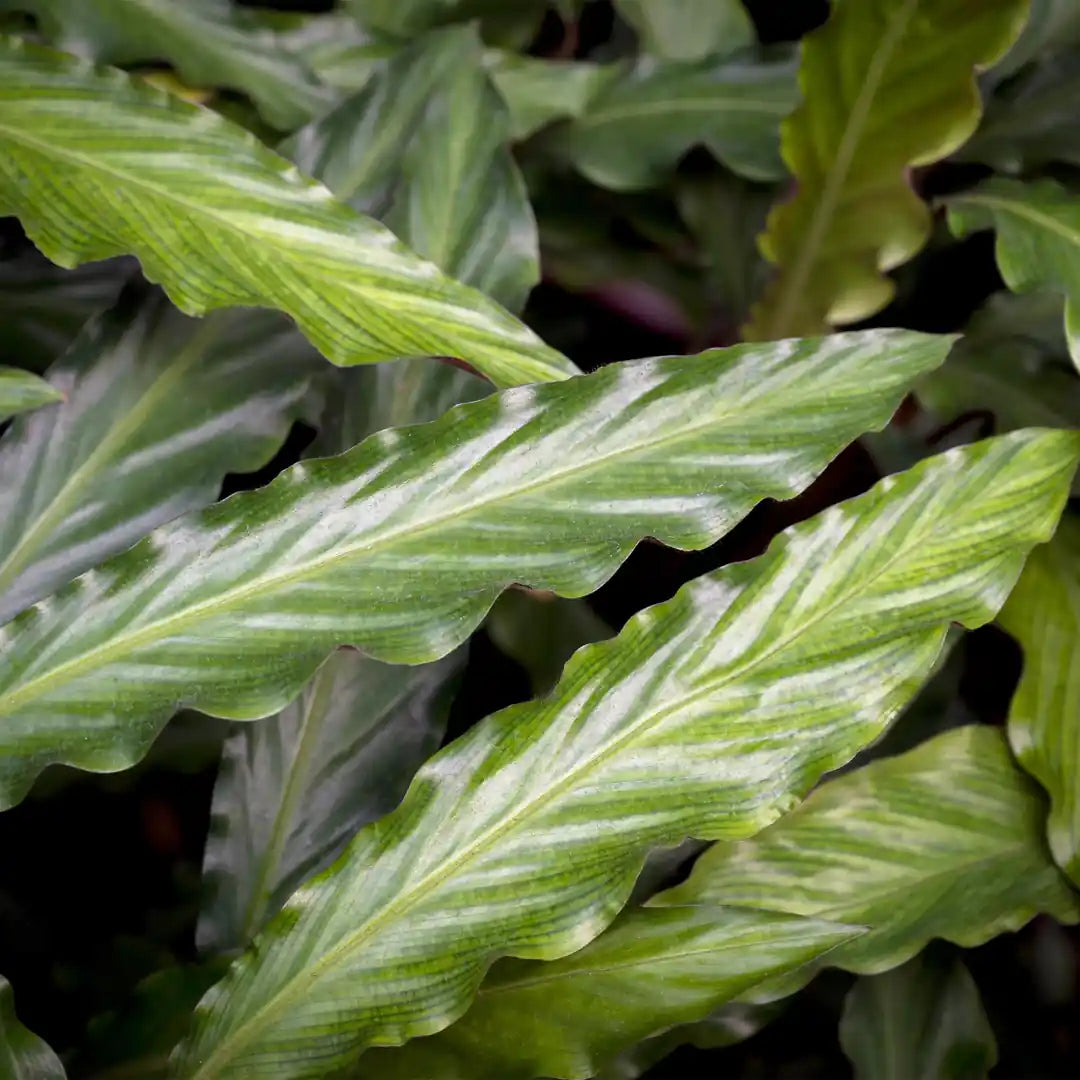 Nahaufnahme der gewellten, glänzend dunkelgrünen Blätter der Calathea Rufibarba