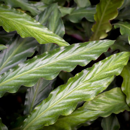 Nahaufnahme der gewellten, glänzend dunkelgrünen Blätter der Calathea Rufibarba