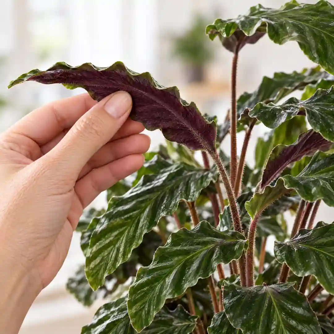 Hand dreht ein Blatt der Calathea Rufibarba und zeigt die weinrote, behaarte Unterseite