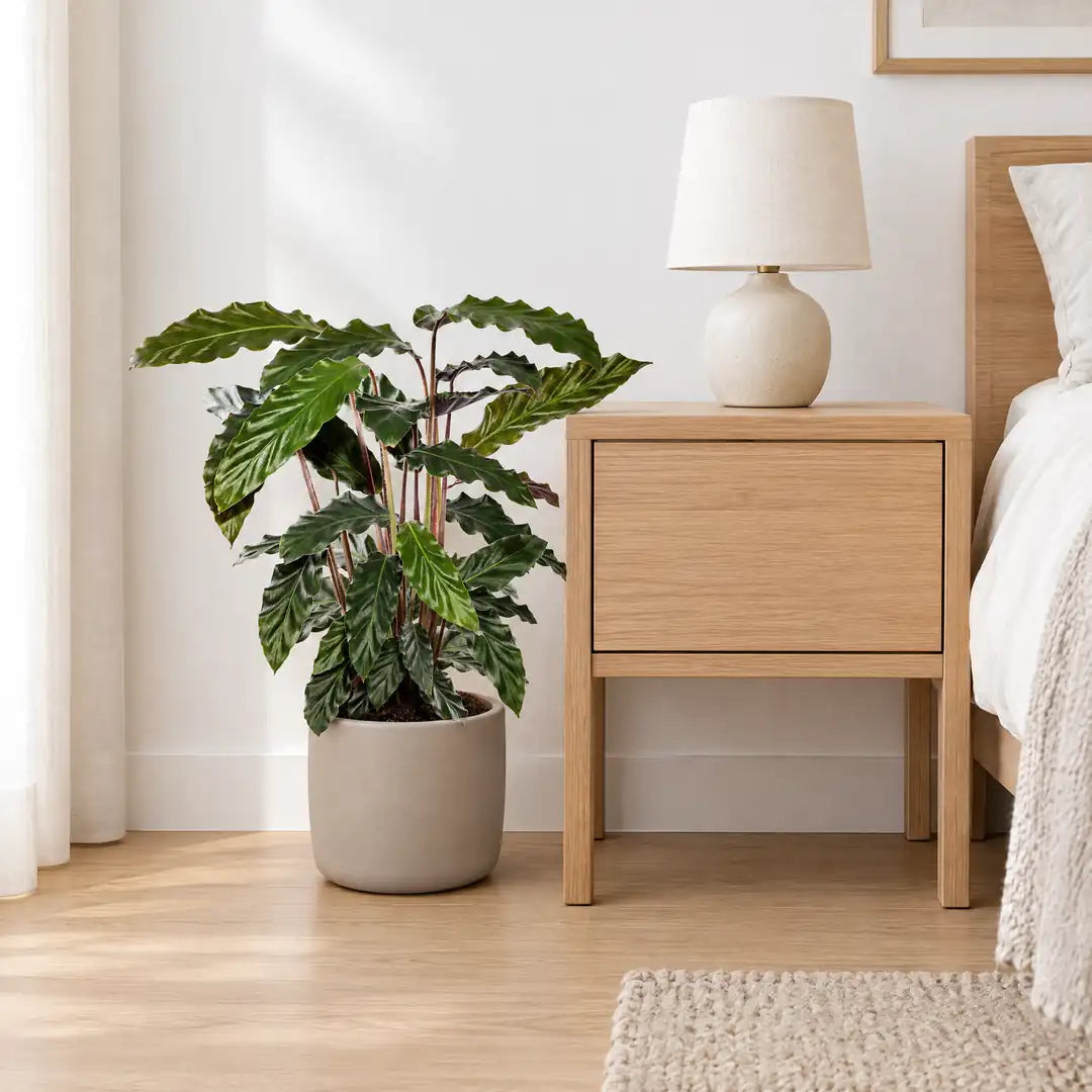 Calathea Rufibarba im Übertopf neben einem Nachttisch als Größenvergleich