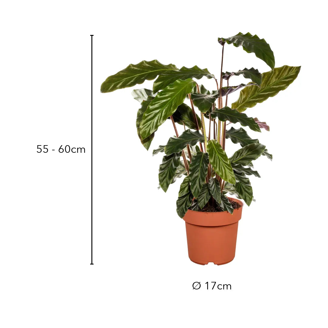 Größe Calathea Rufibarba: 55–60 cm, Topf Ø 17 cm