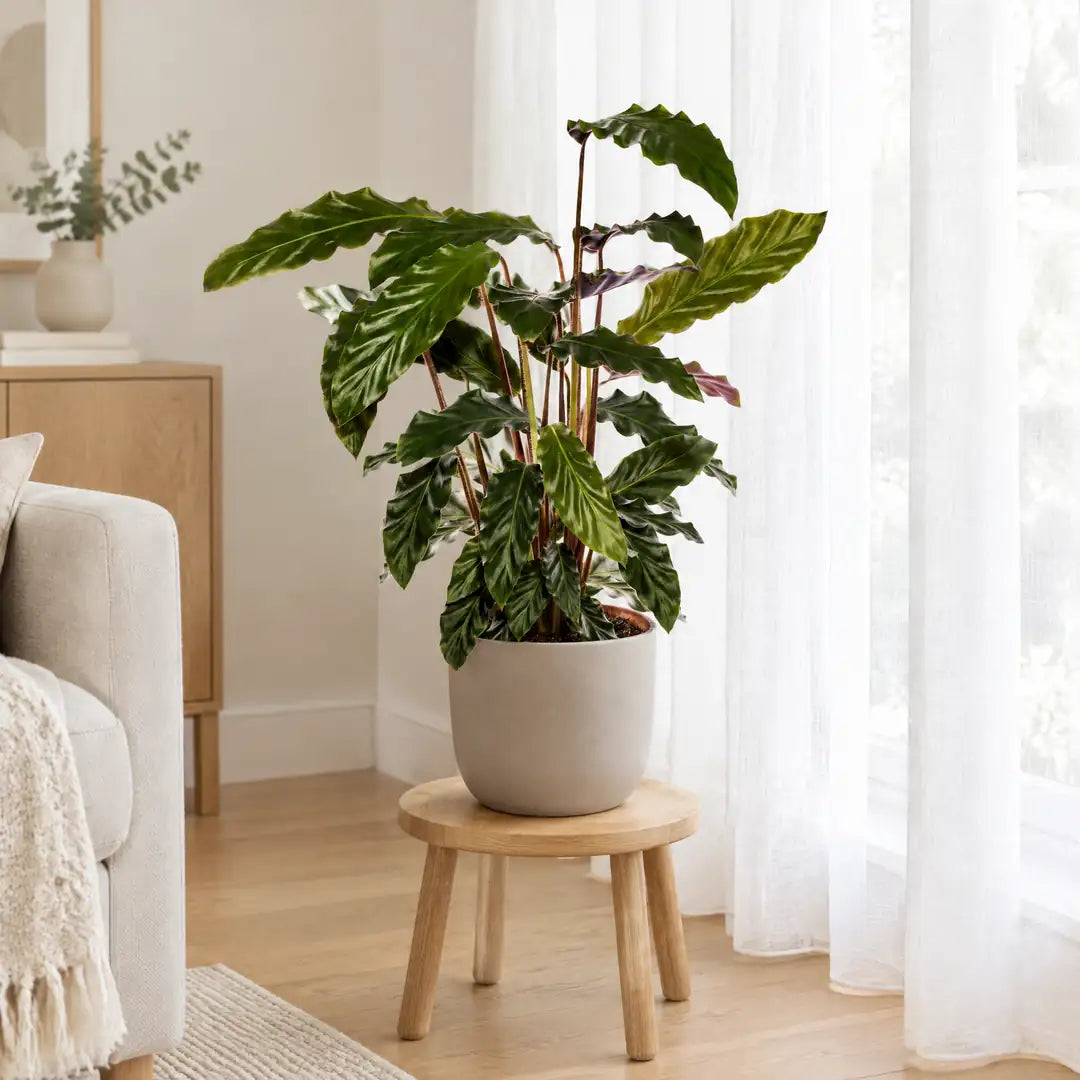 Calathea Rufibarba im hellen Halbschatten vor einer lichten Gardine
