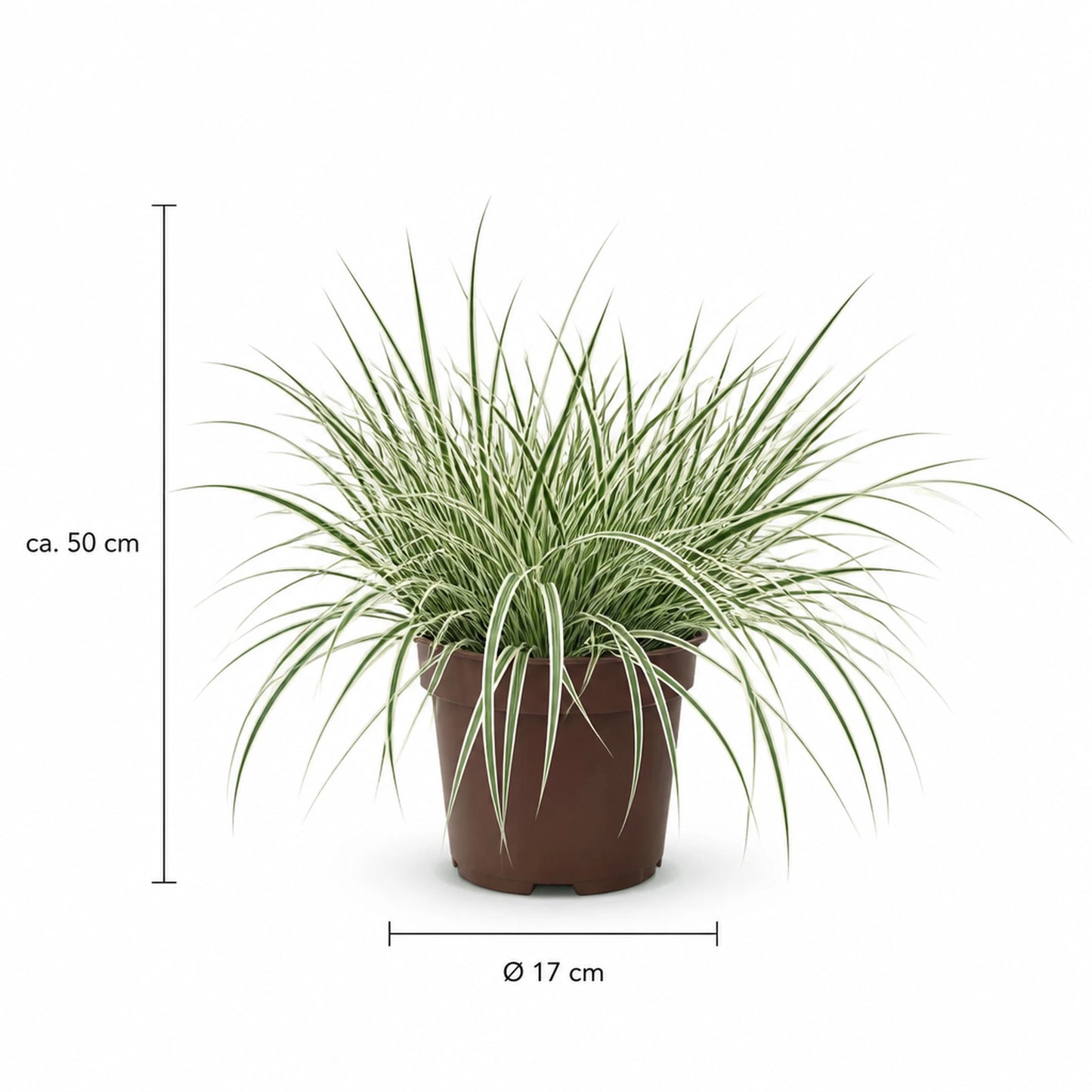 Weißband-Segge Maßangaben Infografik: Topf 17 cm, Höhe ca. 50 cm