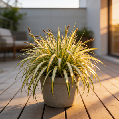 Goldband-Segge auf heller Terrasse im Beige-Übertopf