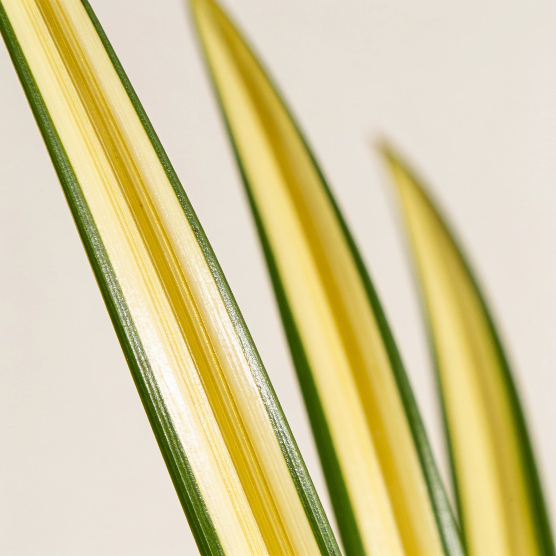 Goldband-Segge Makro der cremegelb-grün panaschierten Halme