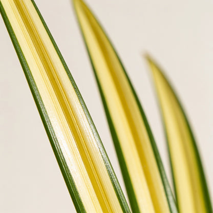 Goldband-Segge Makro der cremegelb-grün panaschierten Halme