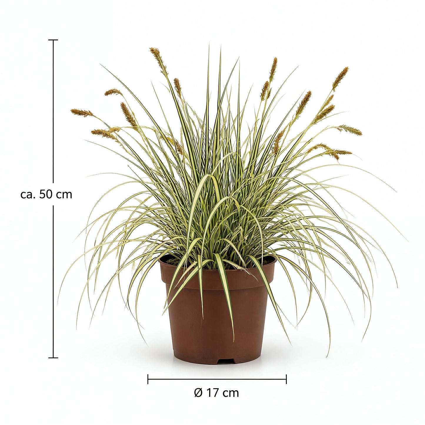 Goldband-Segge Maßangaben ca. 50 cm Höhe und Ø 17 cm Topf