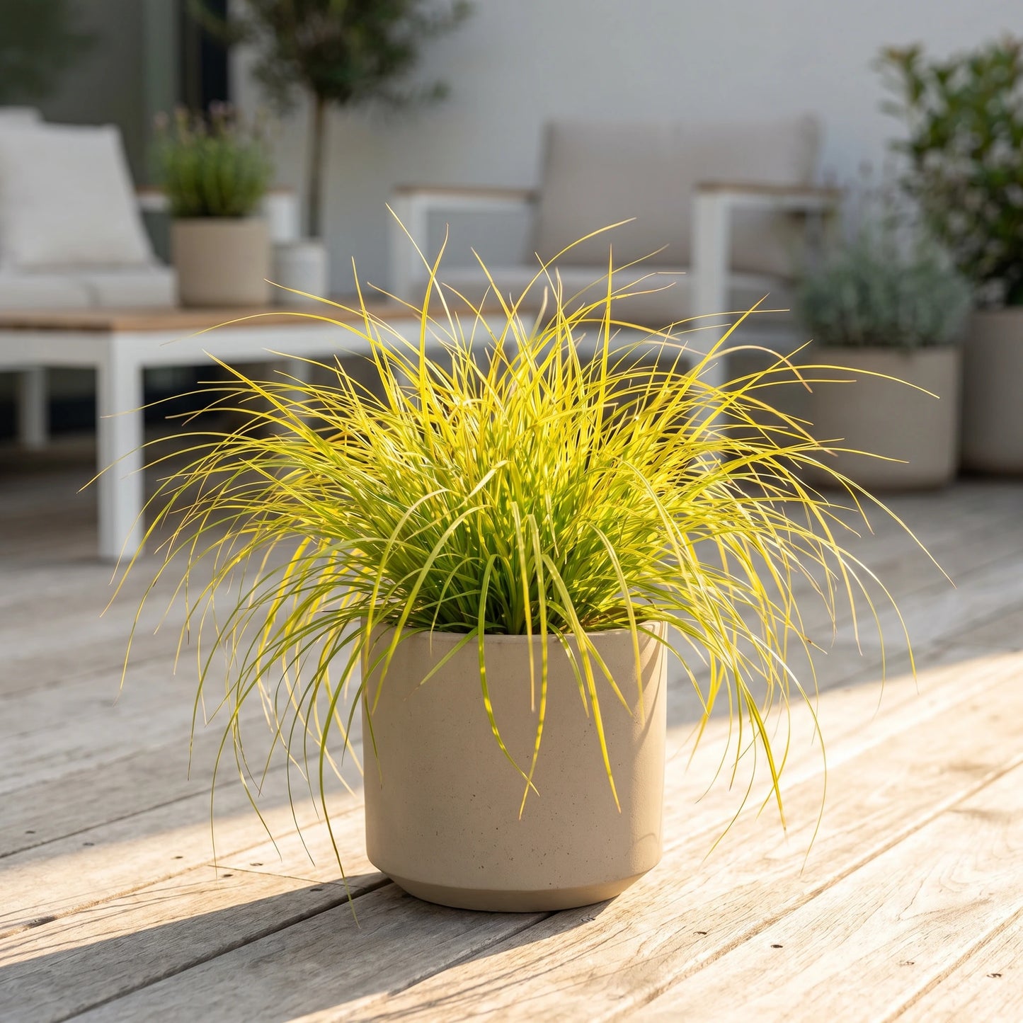 Goldsegge (Carex oshimensis 'Everillo') im Topf mit goldgelbem Laub