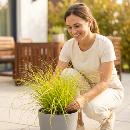 Goldsegge im Gartenbeet mit Person zum Größenvergleich