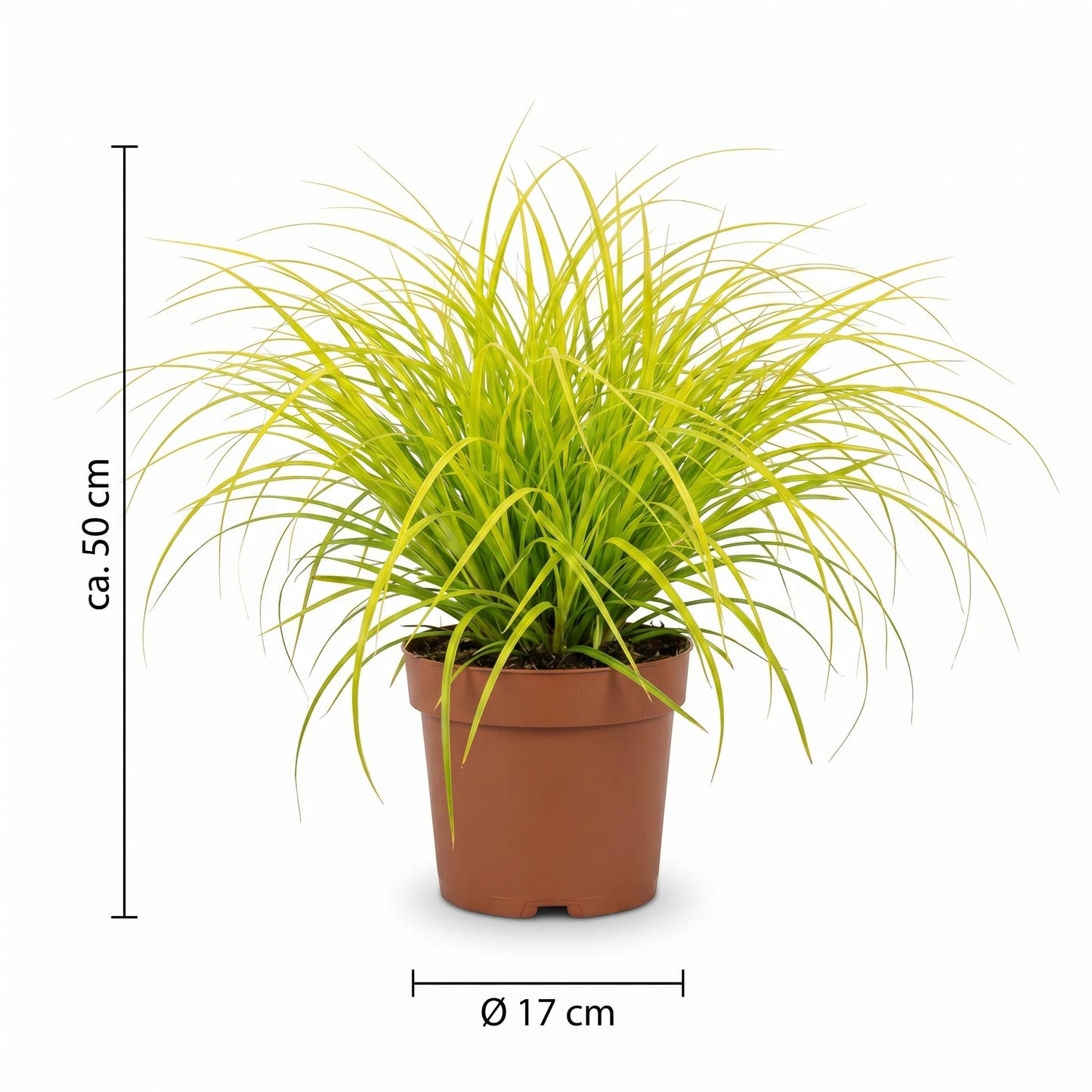 Goldsegge Maßangaben Infografik: Topf 17 cm, Höhe ca. 50 cm