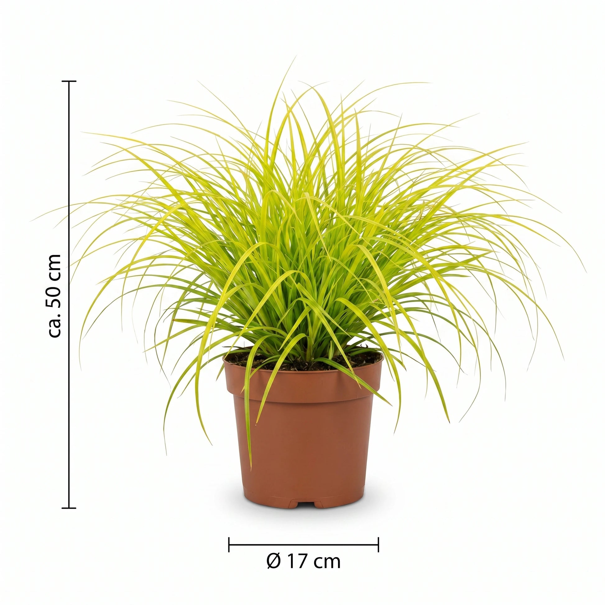 Goldsegge Maßangaben Infografik: Topf 17 cm, Höhe ca. 50 cm
