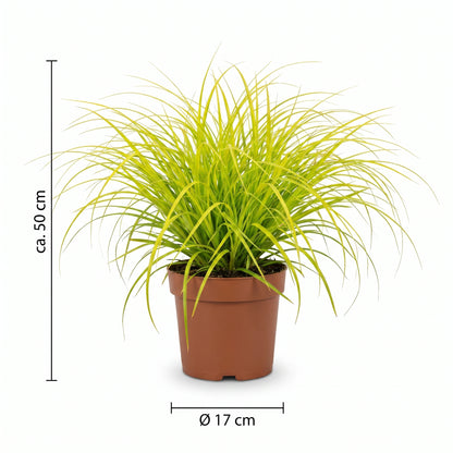 Goldsegge Maßangaben Infografik: Topf 17 cm, Höhe ca. 50 cm