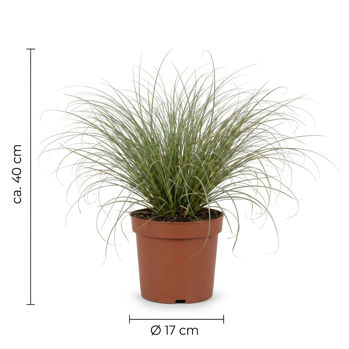 Maßgrafik der Lockensegge: ca. 40 cm Höhe, Topf Ø 17 cm