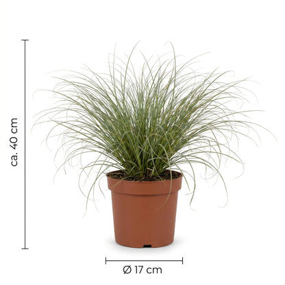 Maßgrafik der Lockensegge: ca. 40 cm Höhe, Topf Ø 17 cm