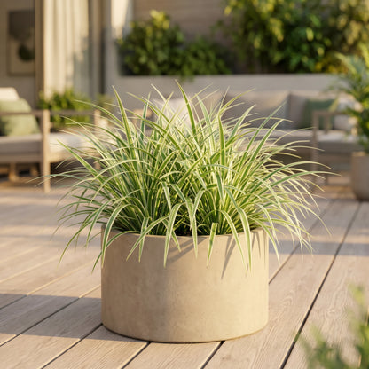 Weißbunte Japan-Segge mit weiß-grünem Laub im Pflanzkübel auf einer Terrasse