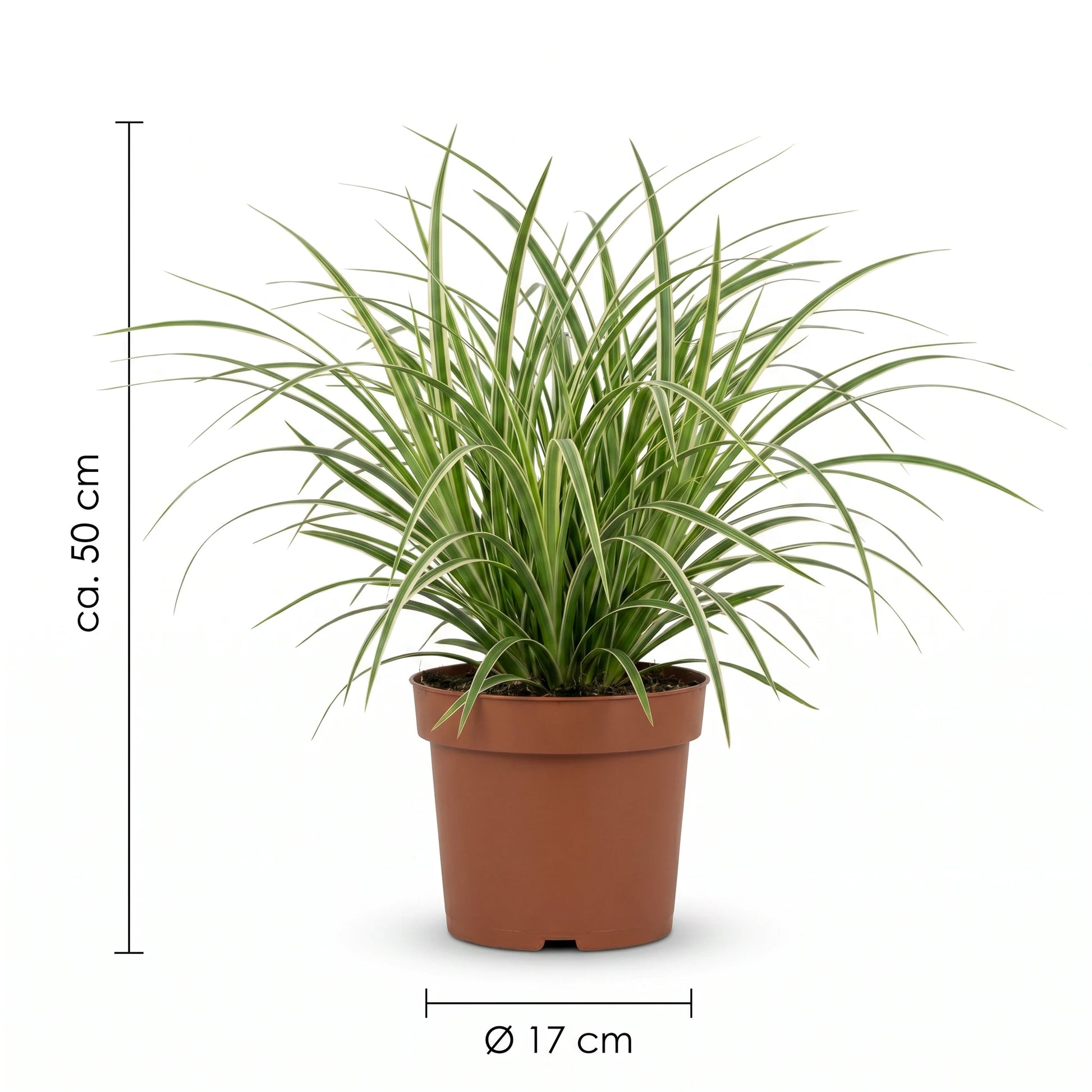 Maßangaben der Weißbunten Japan-Segge: ca. 50 cm hoch, Topf Ø 17 cm