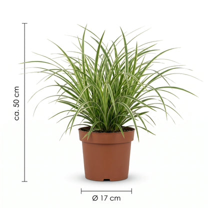 Maßangaben der Weißbunten Japan-Segge: ca. 50 cm hoch, Topf Ø 17 cm
