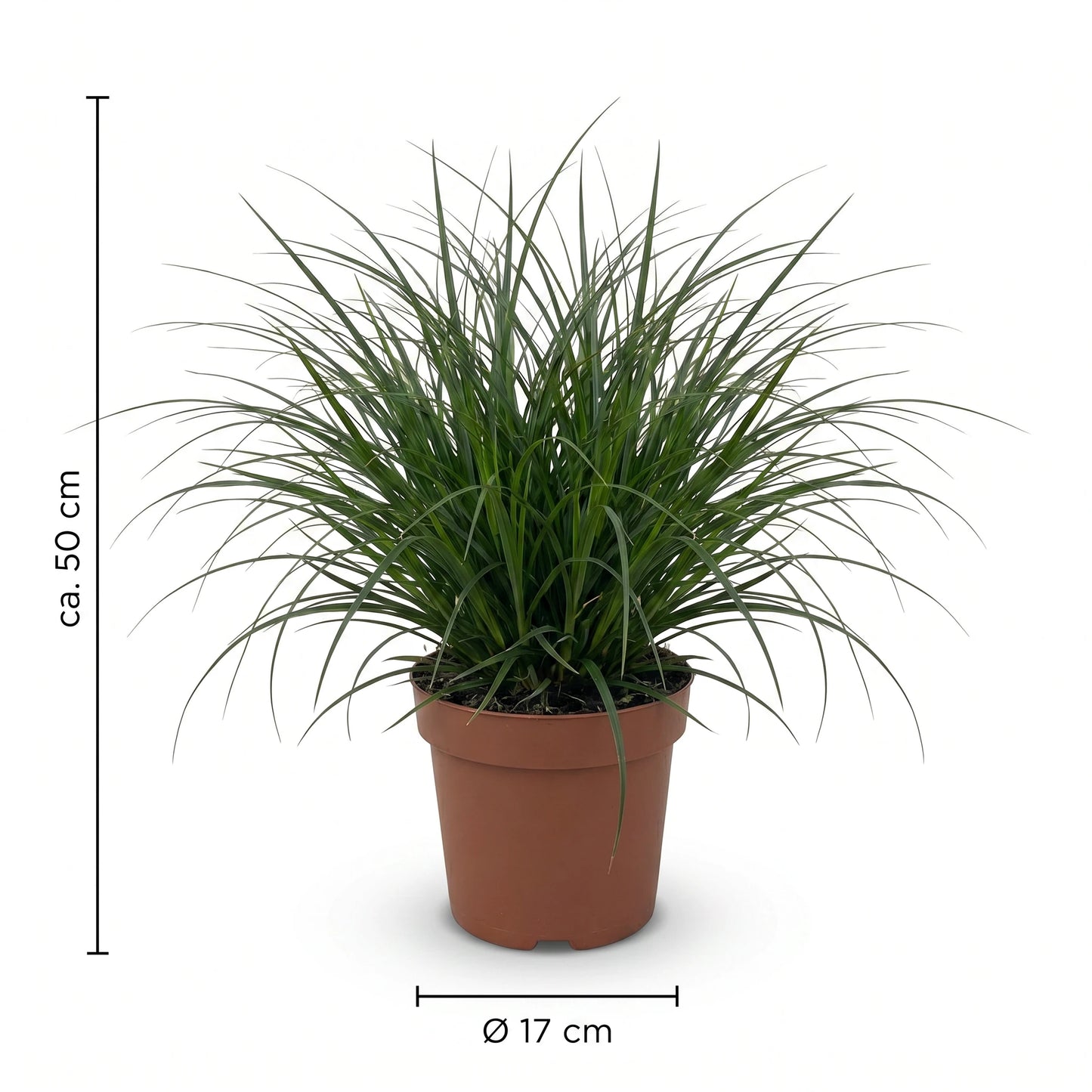 Immergrüne Segge Maßangaben ca. 50 cm und Ø 17 cm